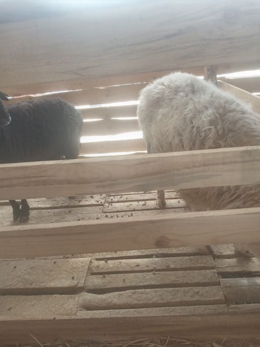 Қой тоқты сатылады