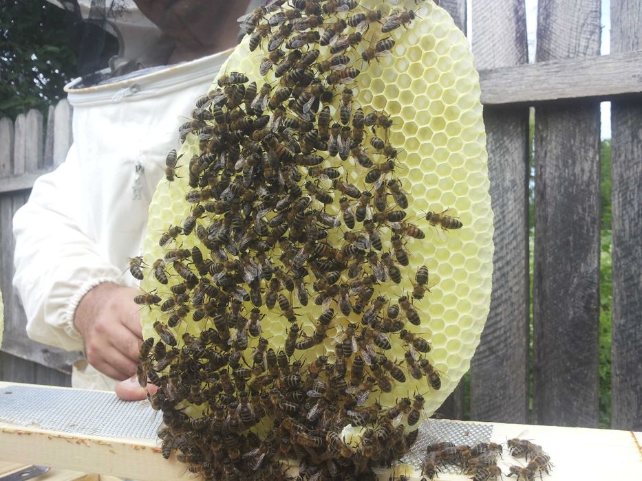 Stupi / albine vanzare