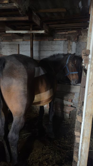 Бие, байтал, тай сатылады.