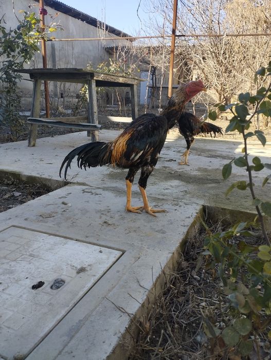 Saman juja sotiladi, zoti toza, Shahrisabz narxi 850ming