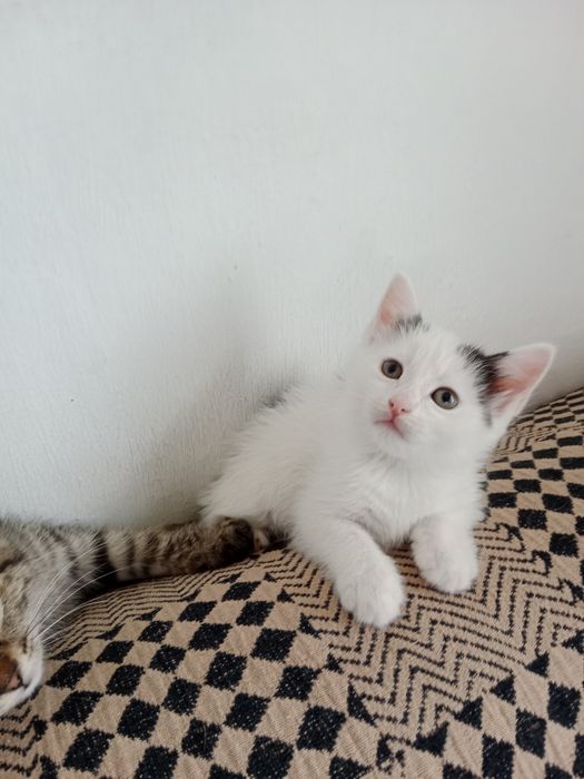 Отдам котят даром