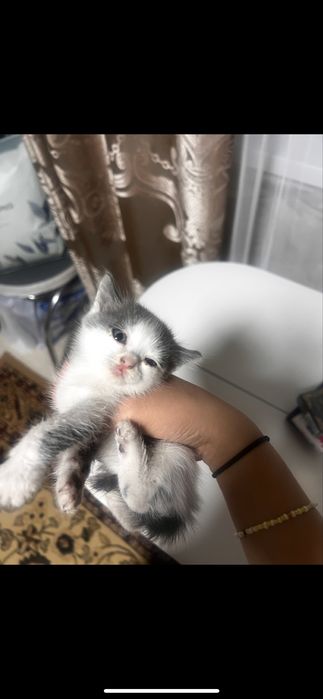 Отдам котенка даром, девочка