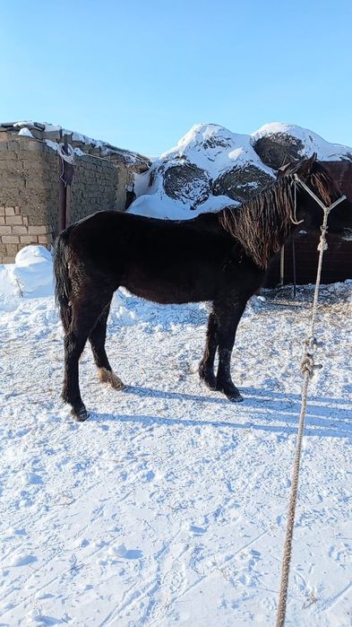 Тай-кунан обученый