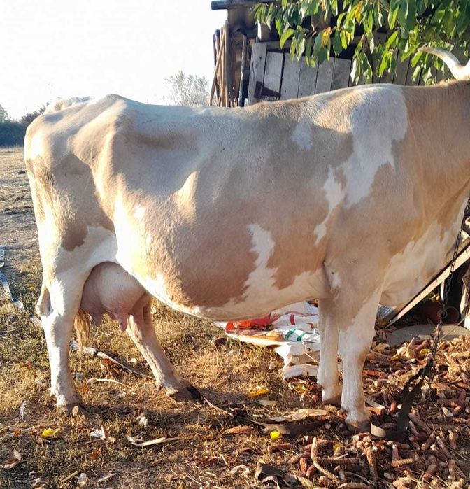Vaci de rasa Simmental cu vitel fiecare