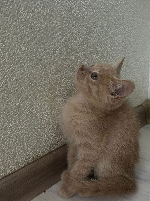 Отдам котят в добрые руки!