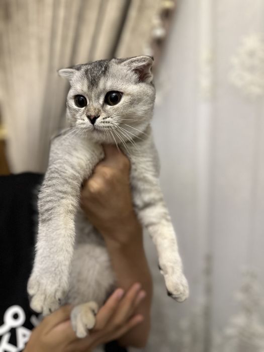 Pul uchun onlayn seks filmlarini tomosha qiling