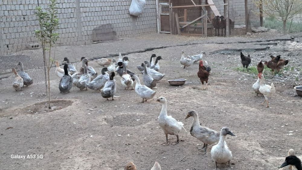 Продаются утки Голубой фоварит домашние
