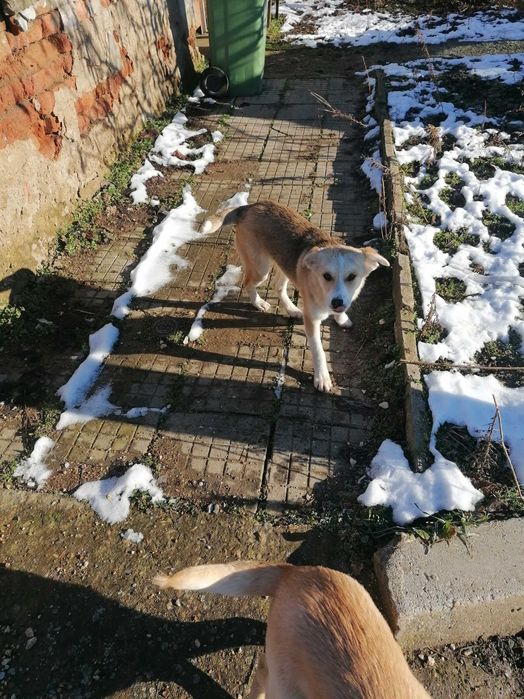 Подарявам кученца