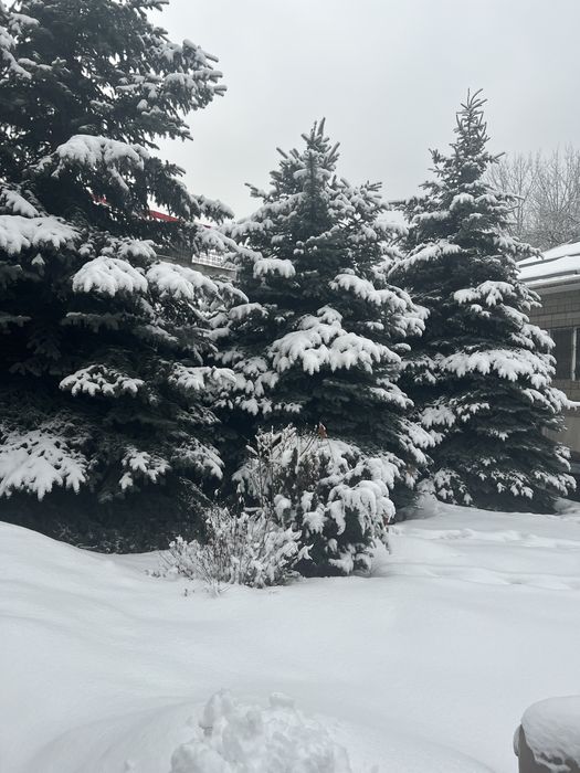 Ели голубые крупномеры