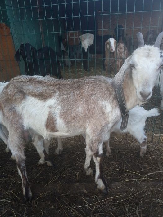 Молочная коза с козленком.