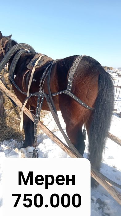 Продам кабылу и двух жеребцов