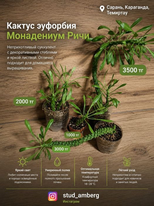 Суккуленты, кактусы,алоэ