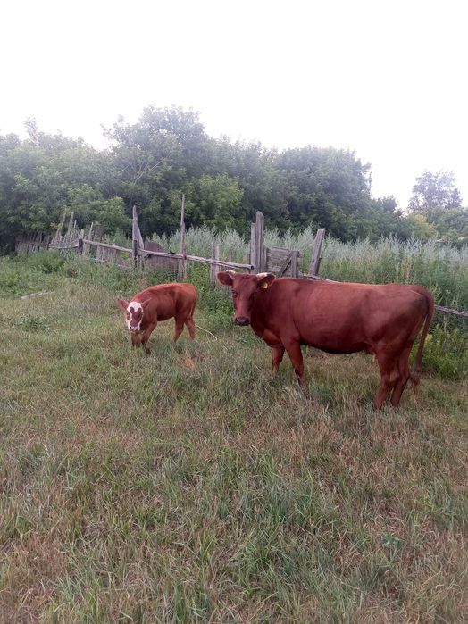 Продам корову с теленком