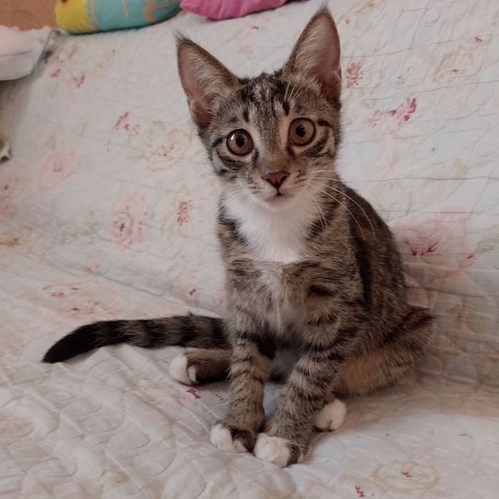 Отдадим котят в хорошие руки