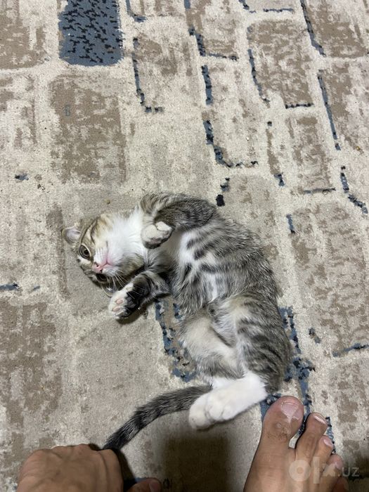 Вислоухий котёнок