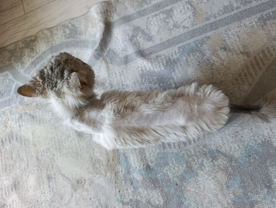 Отдам кота персидской породы