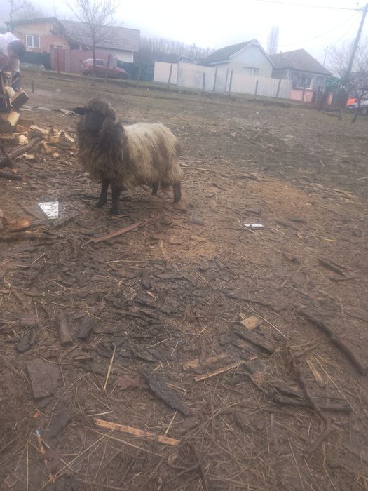 De vânzare doua capre