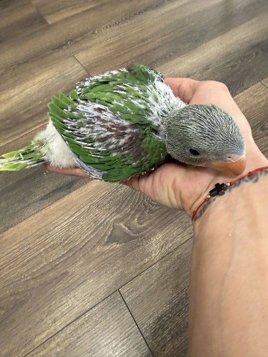 Ръчно хранени Големи Александри