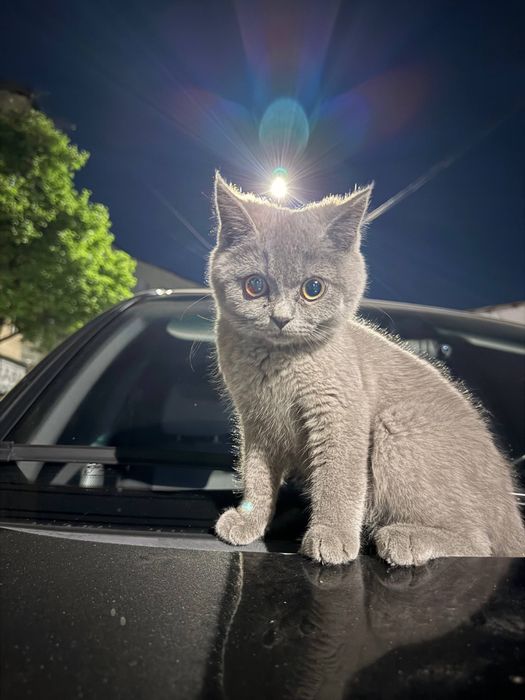British Shorthair ( Britanskiy )