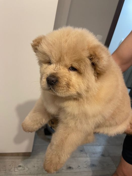 Чау Чау (Chow Chow)