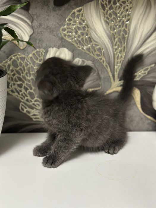 Маленький котенок