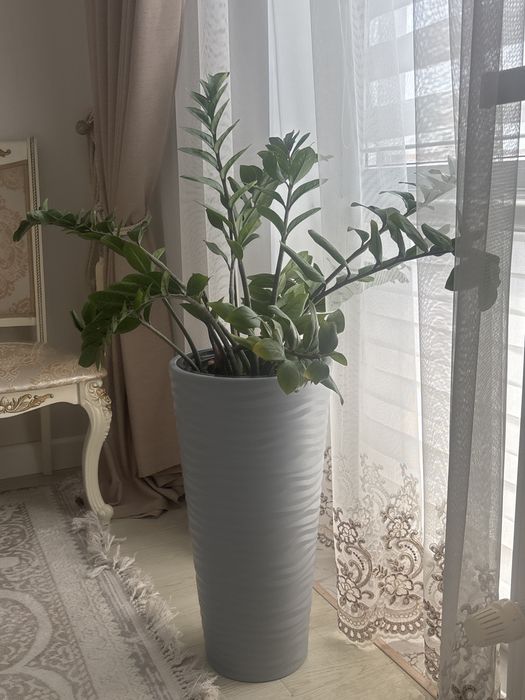 Замиокулькас доллар