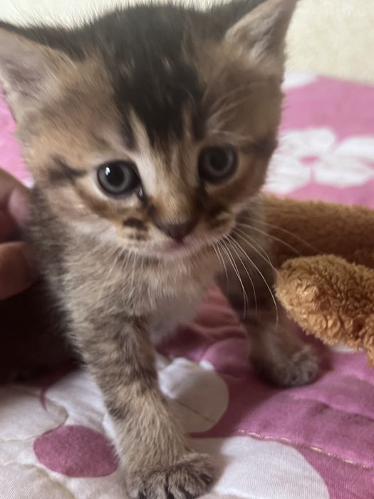 Котёнком  Mushukcha