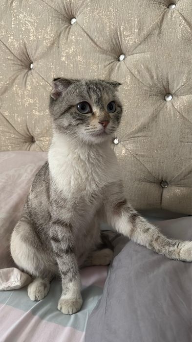 Отдадим кошку девочку в добрые руки