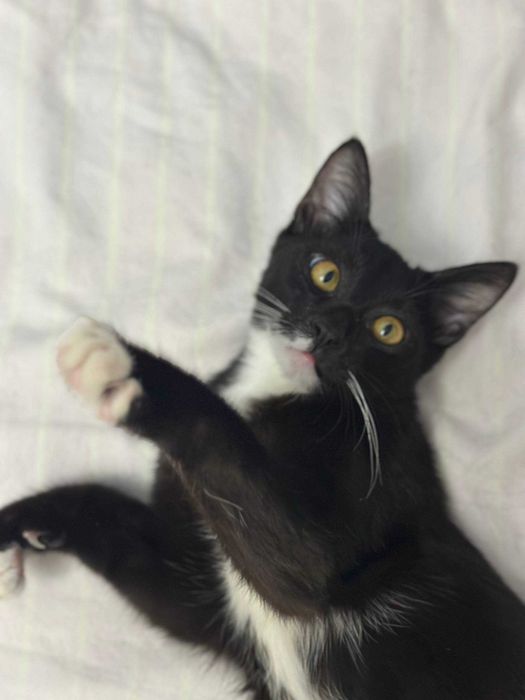котенок в добрые руки