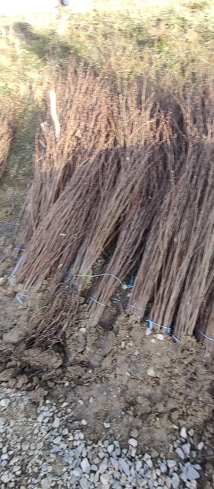 Puieti salcâm frasin fag carpen ulm plop mesteacăn brad molid Tei arin