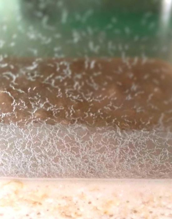 CULTURI mature Microviermi, Bananaworms, Grindal HRANA VIE PT. PESTI