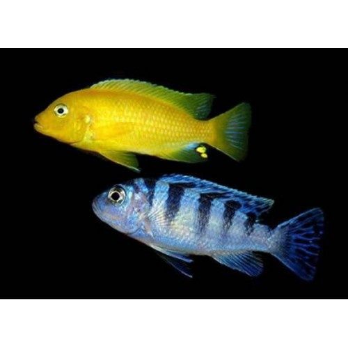 Псевдотрофеус Ломбардо