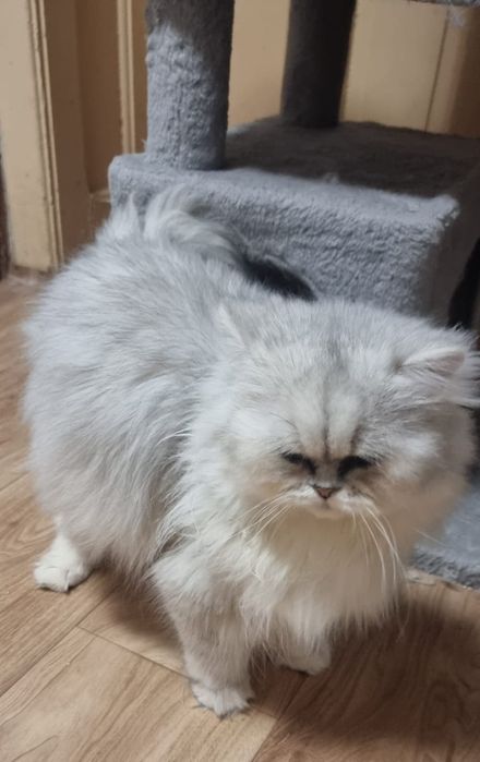 Motănel persan chinchilla disponibil