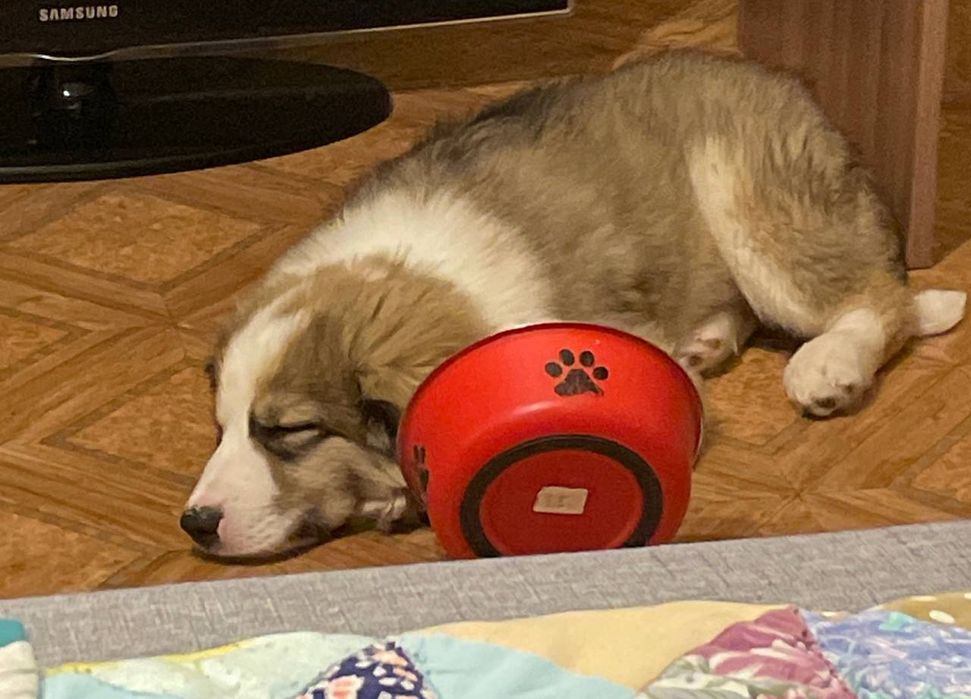 Отдам в хорошие руки щенка