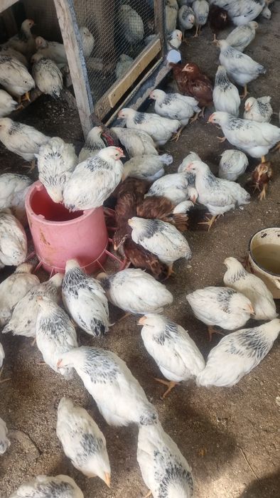 2 ойлик улимдан уткан жужалар