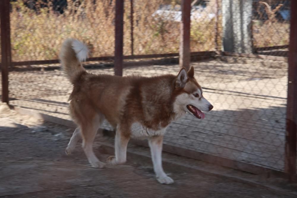 вязка от питомника