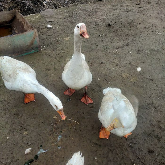 Гозлар сотилади 5та бор