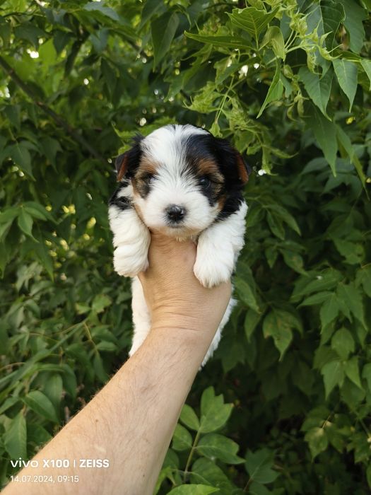 Продам. щенков бивера.