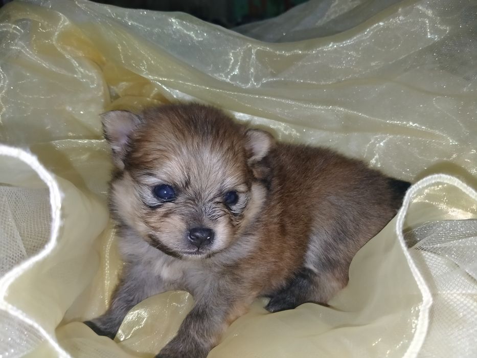 Померанский шпиц