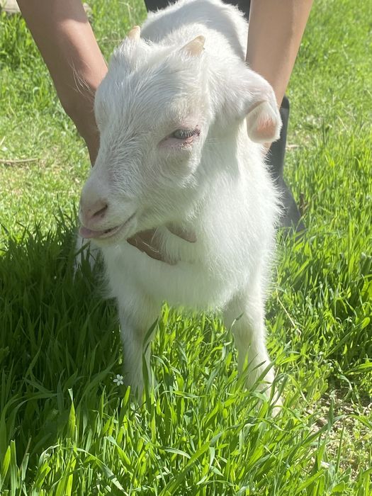 ешкі лағымен бірге