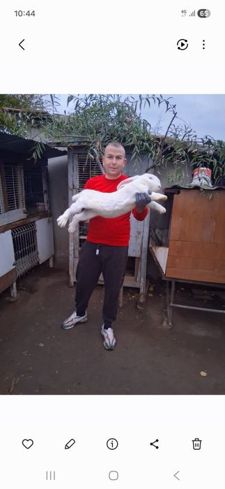 Disponibile F  urias german gestante si pui !
