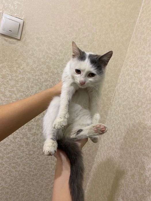 Оте акылды мысык