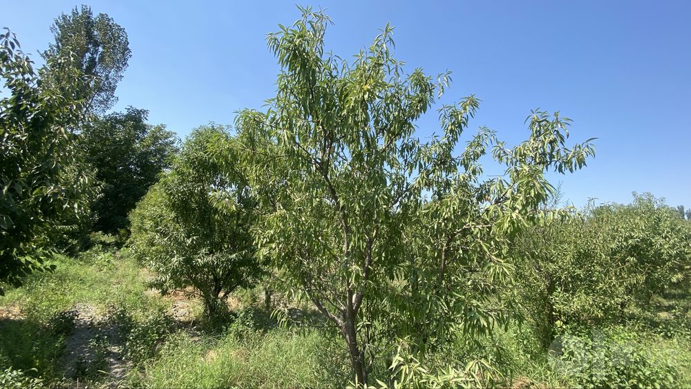Namangan tuman mullakuding qishlog’i 35 sotik bodomzor