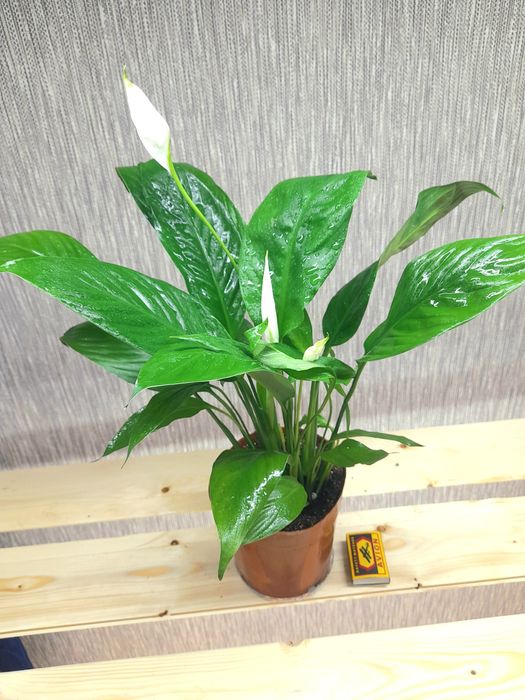 Продам Спатифиллум Сенсация