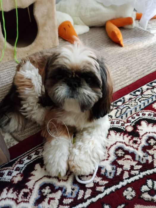 Ищем девочку,для вязки щи -цу