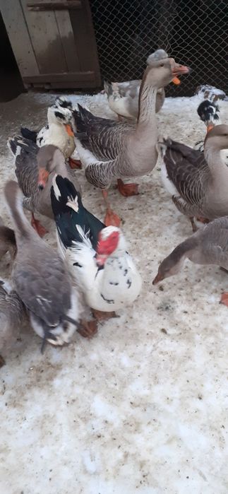 Vand rațe și gâște de  anul 2025