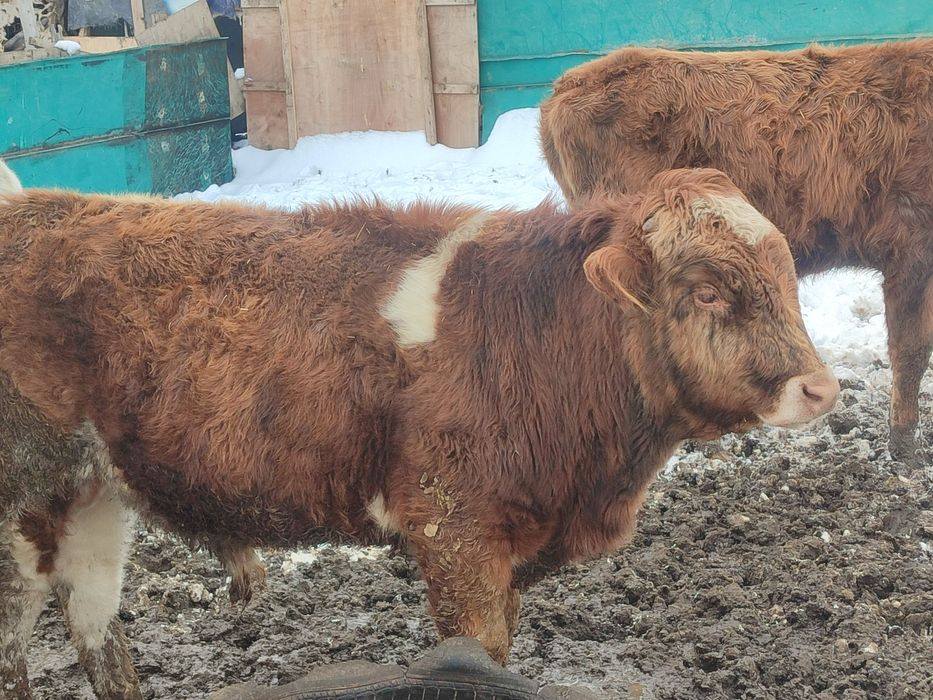 Продаю бычок хароший