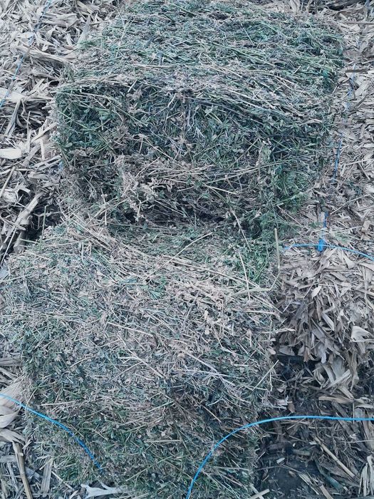 Baloti de lucerna 150 bucati