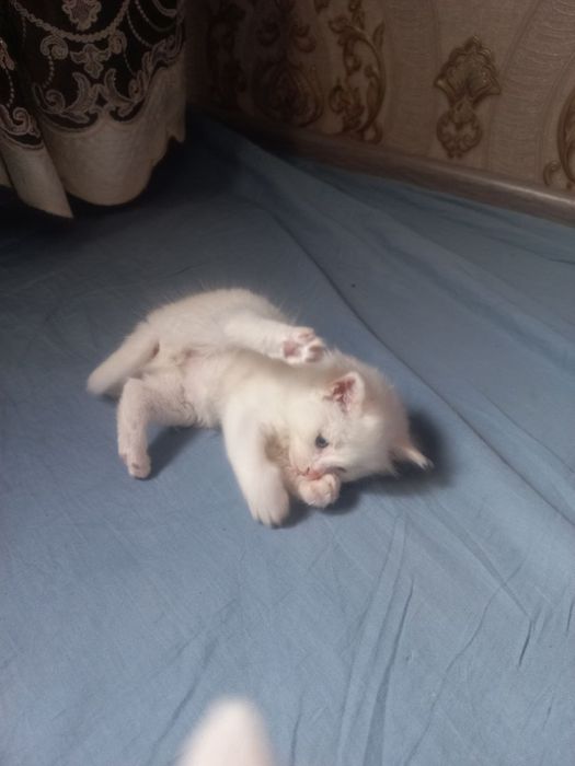 Мушукчалар кошки