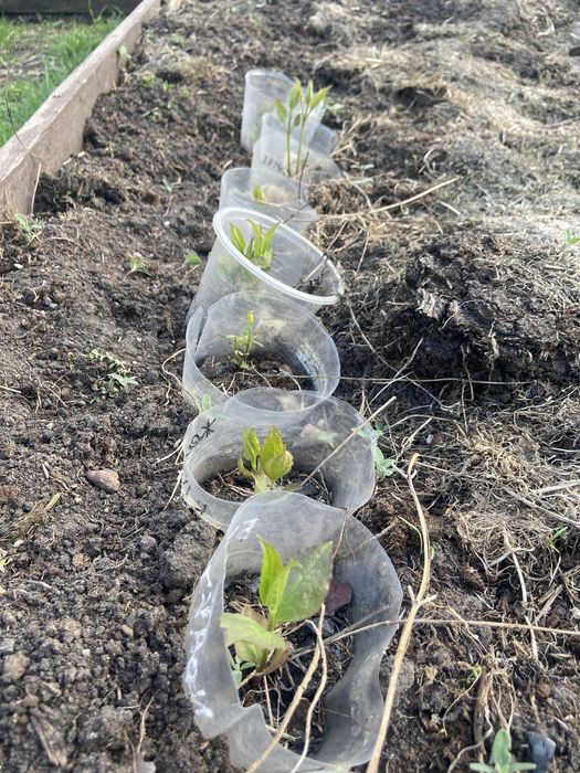 Клематис белое облоко  1500